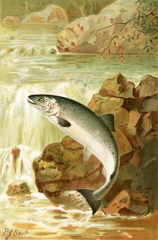 Um salto de salmão de Joseph Smit