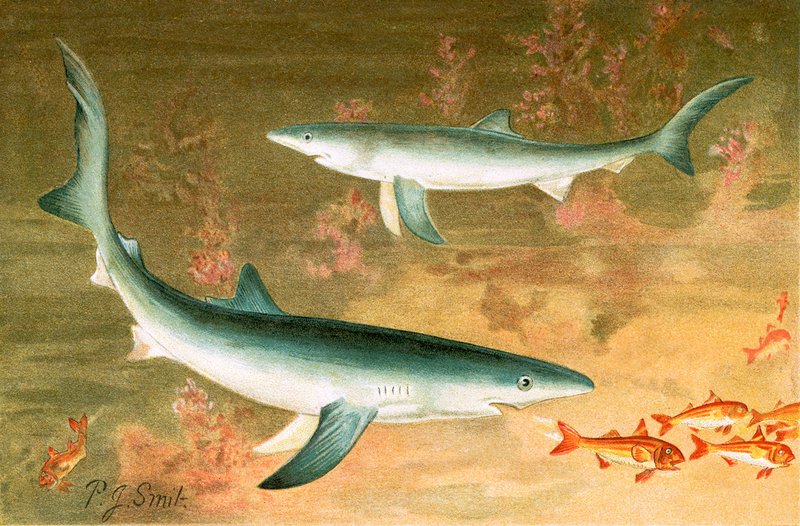 Tubarão Azul de Joseph Smit