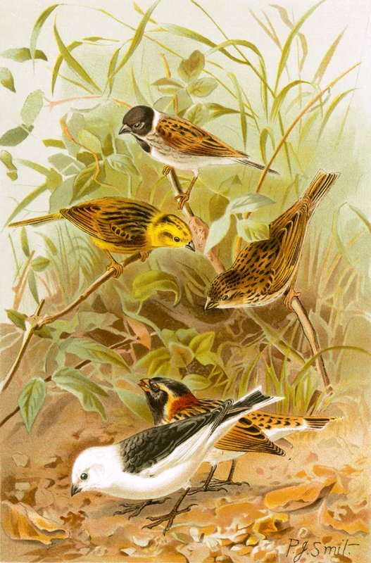 Buntings (Reed, amarelo, comum, neve de Lapland) de Joseph Smit