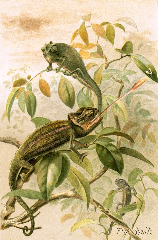 Chamaeleons de Joseph Smit
