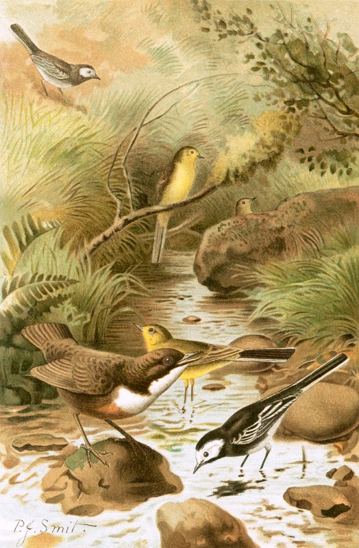 Dipper, Wagtail Pied e Wagtail Amarelo de Joseph Smit