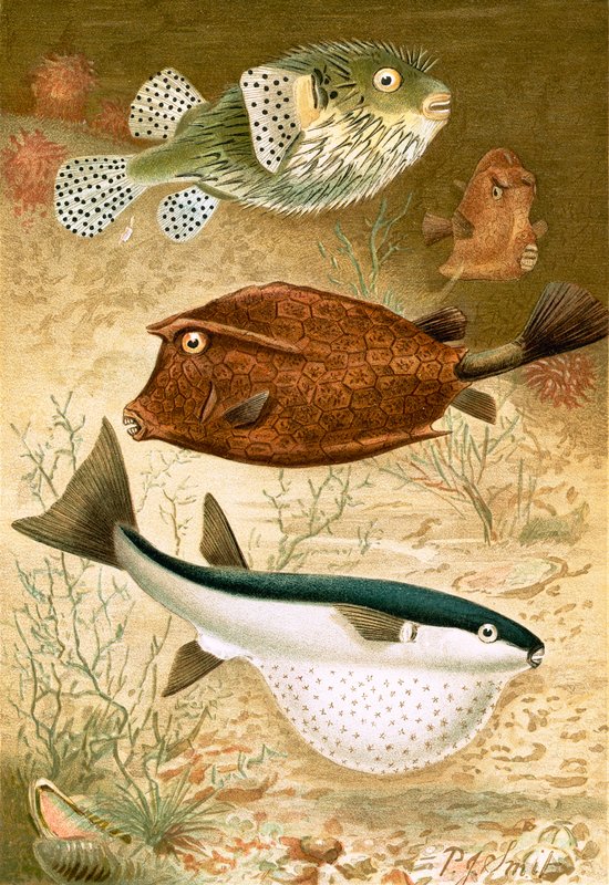 Peixe globo e cofre de Joseph Smit