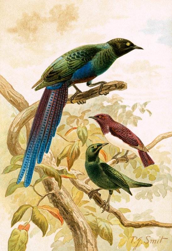 Starlings brilhantes de Joseph Smit