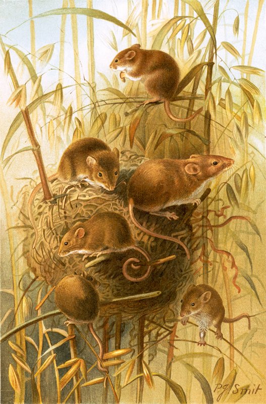 Rato de Colheita de Joseph Smit