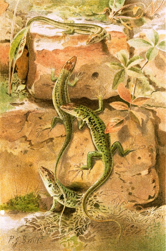 Lagartos de parede de Joseph Smit