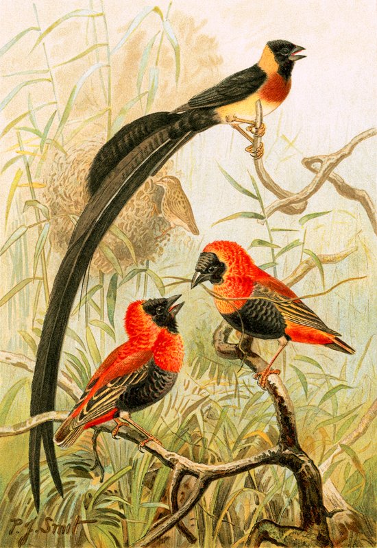 Pássaros tecelão de Joseph Smit