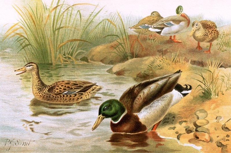 Pato selvagem de Joseph Smit