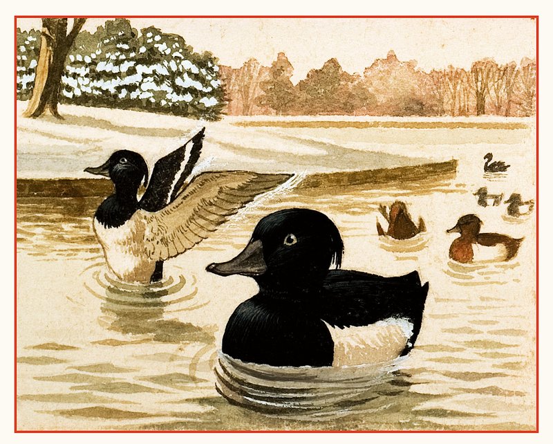 Patos e Drakes de Kenneth Lilly