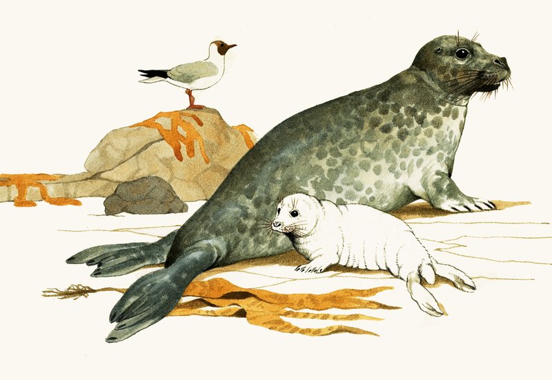 Fêmea de foca-cinzenta com cria de Kenneth Lilly