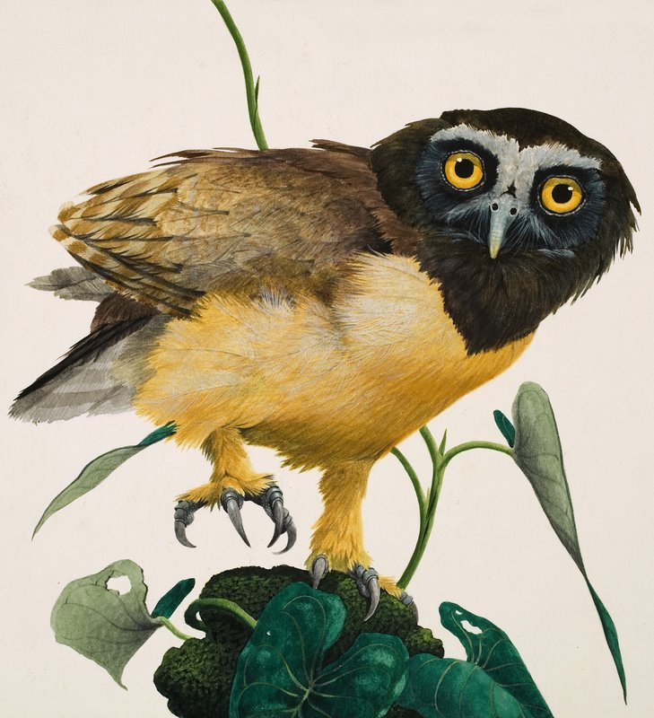 Coruja de óculos de Kenneth Lilly