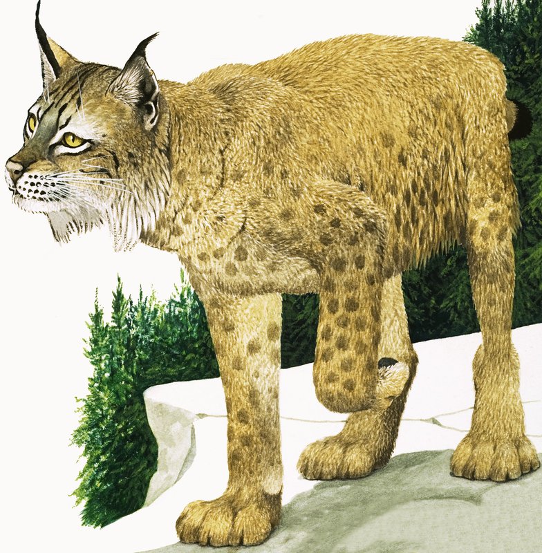 O lince de Kenneth Lilly