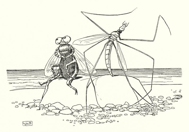 As Pernas Longas do Papá e a Mosca (litho) de Leonard Leslie Brooke