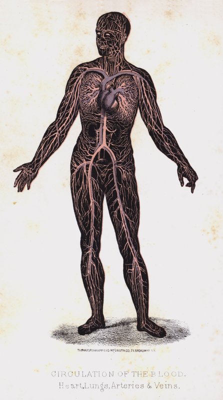 Circulação do sangue, coração, pulmões, artérias e veias de Leveille