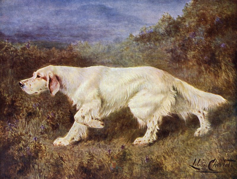 Setter inglês típico do Sr. JJ Holgate Mallwyd Ned de Lilian Cheviot