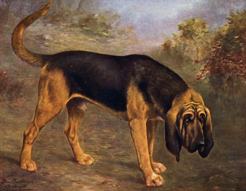 O campeão de Bloodhound Hengist de Lilian Cheviot