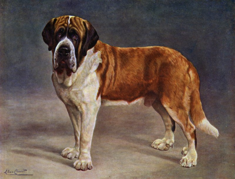 O St Bernard revestido liso campeão o Viking de Lilian Cheviot