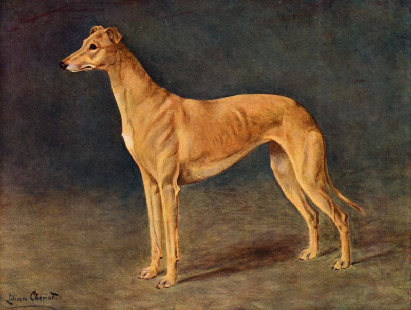 A idade bem sucedida de cadela Greyhound Coursing de ouro de Lilian Cheviot