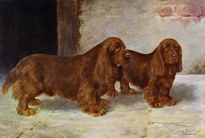 Os Spaniels de Sussex, o campeão Rosehill Rock e o campeão Rosehill Rag de Lilian Cheviot
