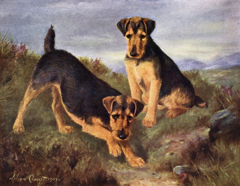 Galês Terriers Glansevin Coquette e Campeão Glansevin Coda de Lilian Cheviot