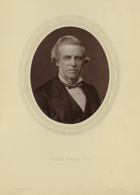 Retrato de Sir William Bowman de Lock and Whitfield