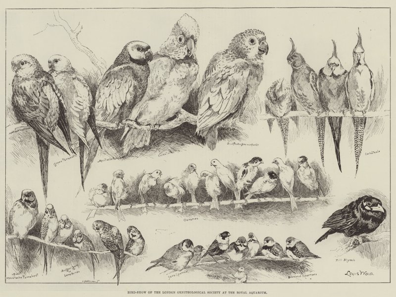 Bird-Show da Sociedade de Ornitologia de Londres no Royal Aquarium de Louis Wain