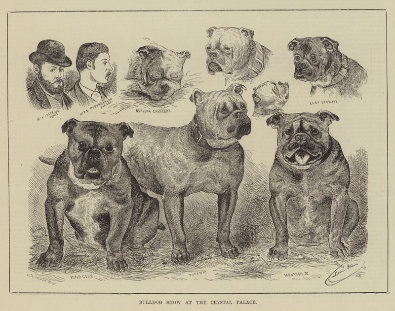 Bulldog Show no Palácio de Cristal de Louis Wain