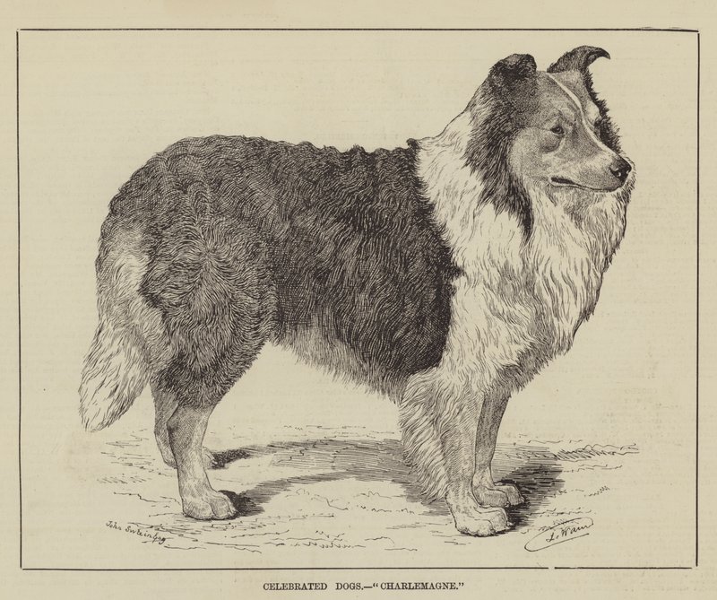 Cães Celebrados, Charlemagne de Louis Wain