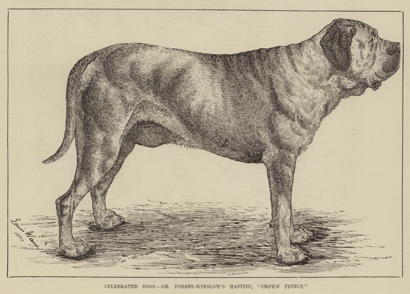 Cães Celebrados, Mastiff do Dr. Forbes-Winslow, príncipe herdeiro de Louis Wain