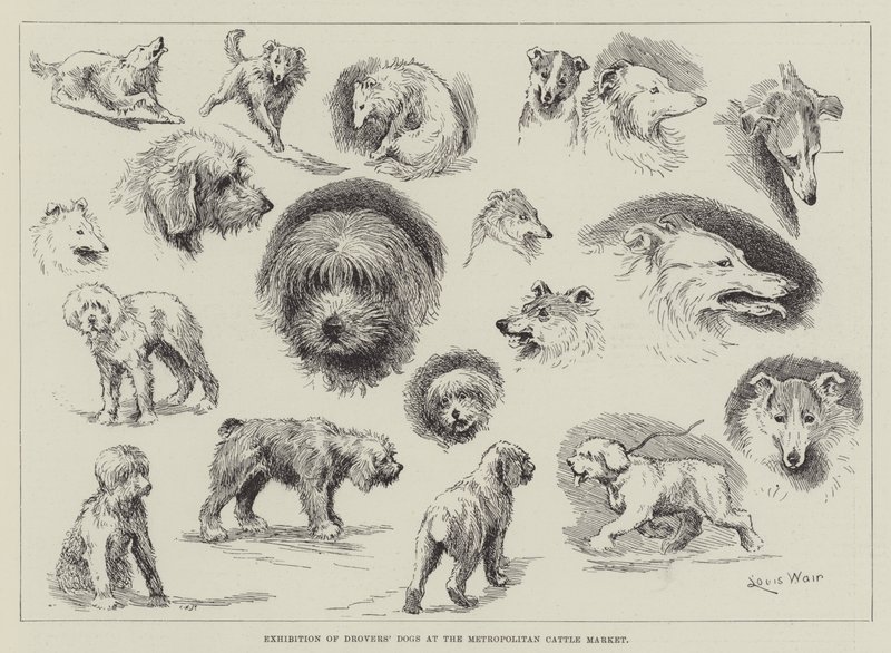 Exposição de Cães dos Droversos no Mercado Metropolitano de Gado de Louis Wain