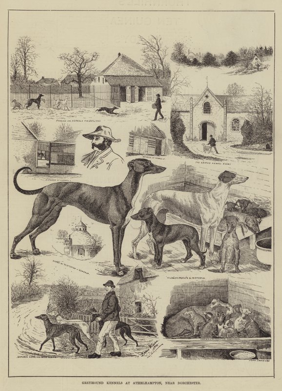 Canis Greyhound em Athelhampton, perto de Dorchester de Louis Wain
