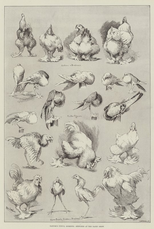 Momentos da natureza, esboços no show de laticínios de Louis Wain
