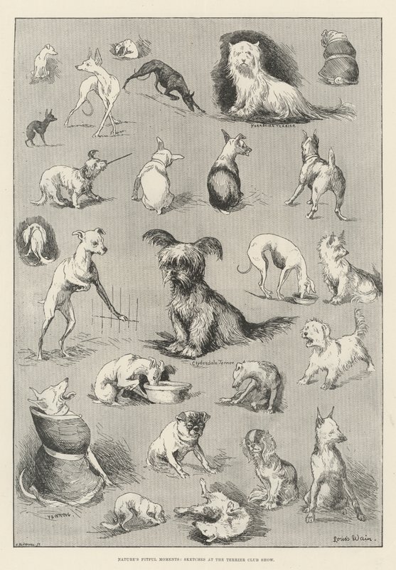 Momentos de Natureza, Sketches no Show do Terrier Club de Louis Wain