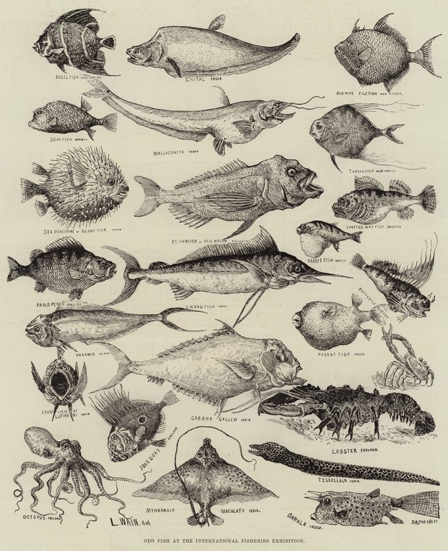 Peixes estranhos na Exposição Internacional de Pesca de Louis Wain