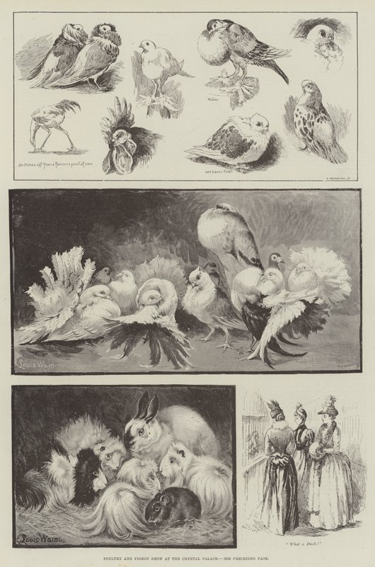 Aves e Show de Pombos no Palácio de Cristal de Louis Wain