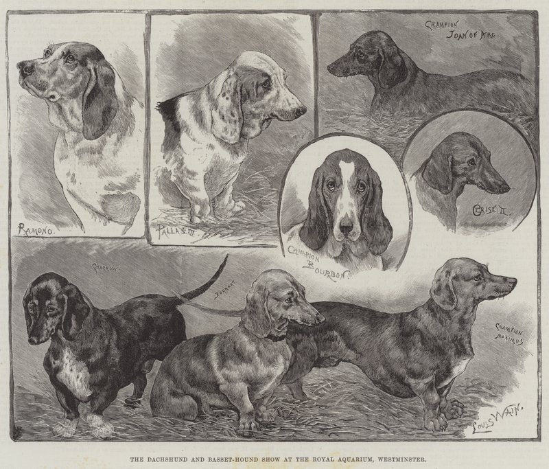 O Dachshund e Basset-Hound Show no Royal Aquarium, Westminster de Louis Wain