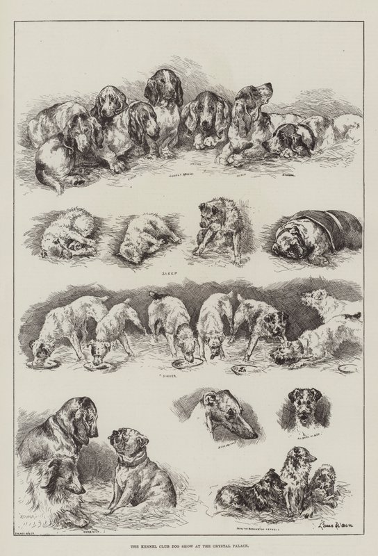 O Kennel Club Dog Show no Palácio de Cristal de Louis Wain
