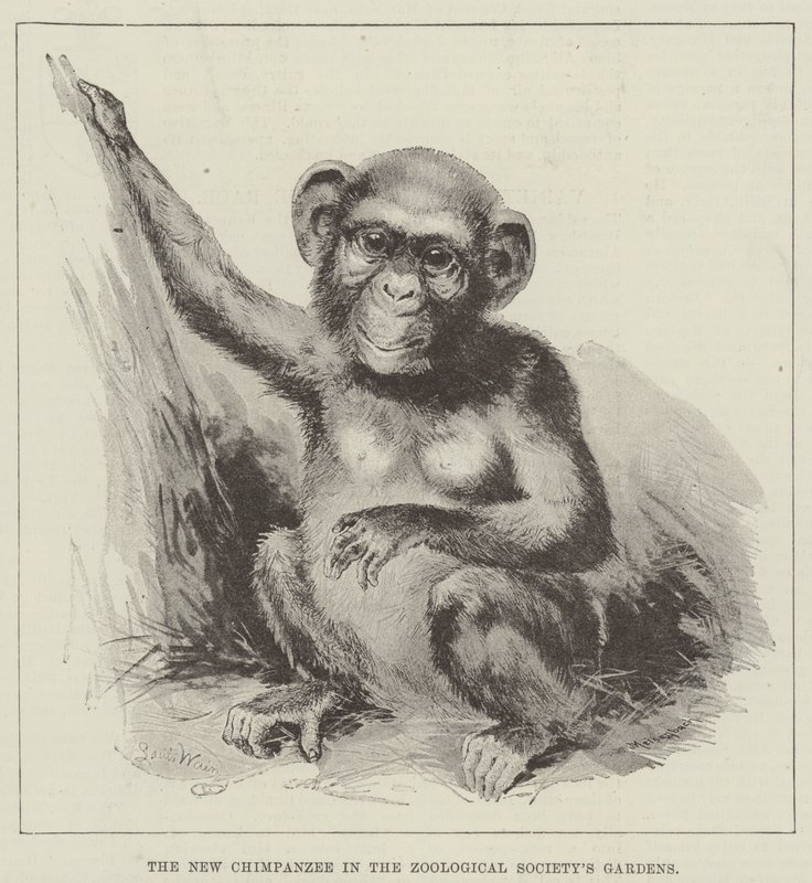 O novo chimpanzé nos jardins da Sociedade Zoológica de Louis Wain