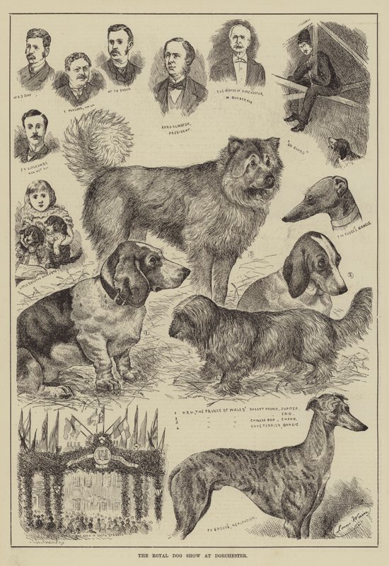 O Royal Dog Show em Dorchester de Louis Wain