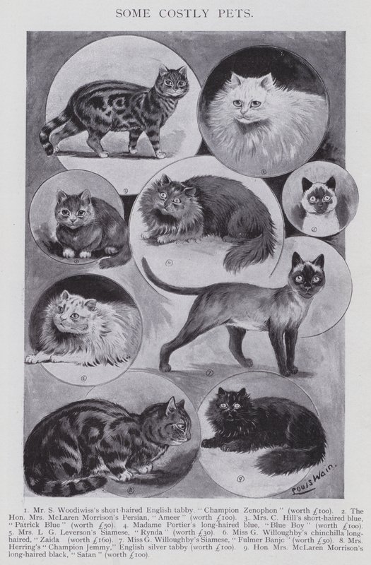 Alguns animais de estimação caros (litho) de Louis (after) Wain