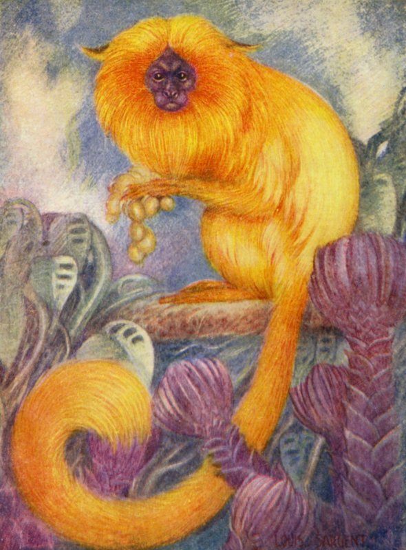 No Zoológico: Macaco Sagui (lito colorido) de Louis Augustus Sargent