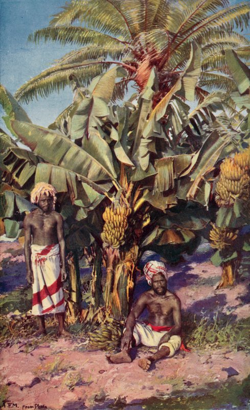 Uma plantação de bananas, Fiji (lito colorido) de Louis Fairfax Muckley