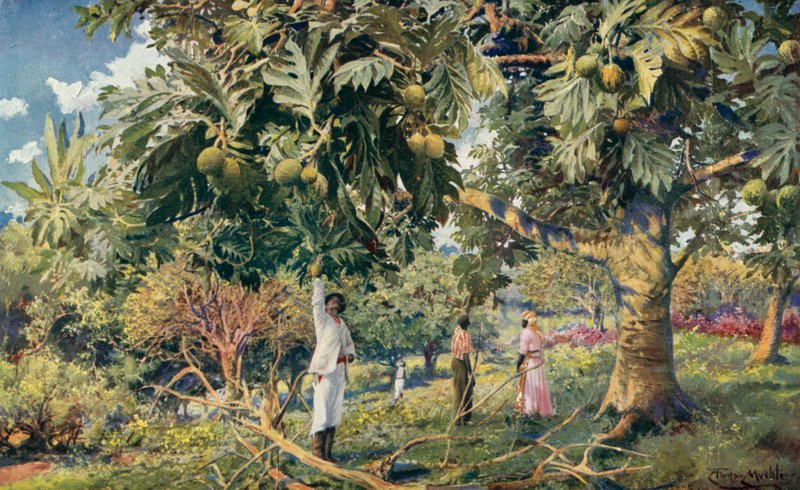 Árvore do Pão de Fruta, América Central (cor litho) de Louis Fairfax Muckley