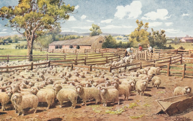 Cena em uma estação de ovelhas australianas (lito colorido) de Louis Fairfax Muckley