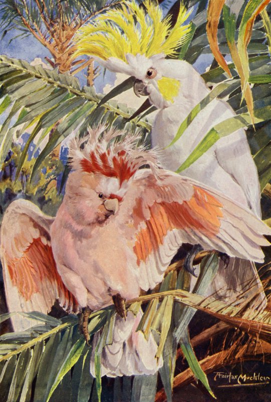 A Cacatua (lito colorido) de Louis Fairfax Muckley