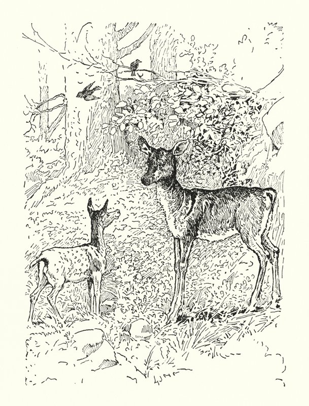 O cervo e a sua mãe (litografia) de Louis John Rhead
