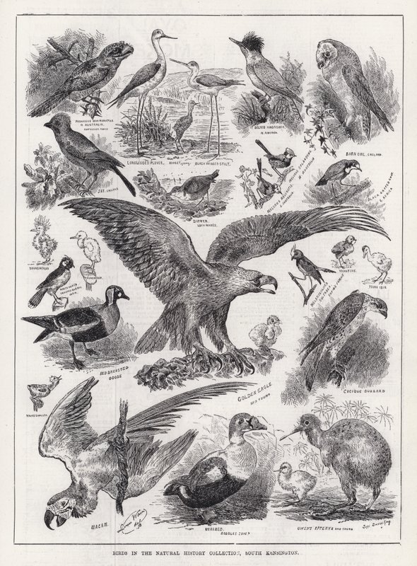 Aves na Coleção História Natural, South Kensington (gravura) de Louis Wain