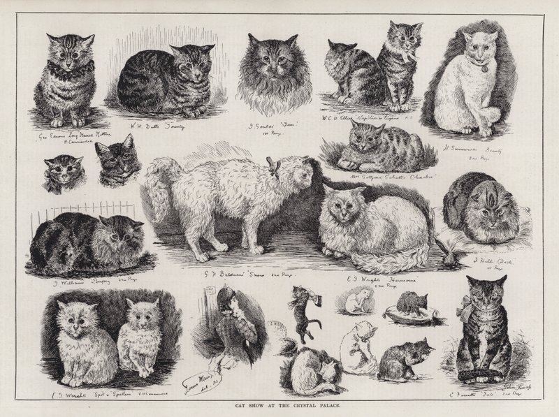 Show do Gato no Palácio de Cristal (gravura) de Louis Wain
