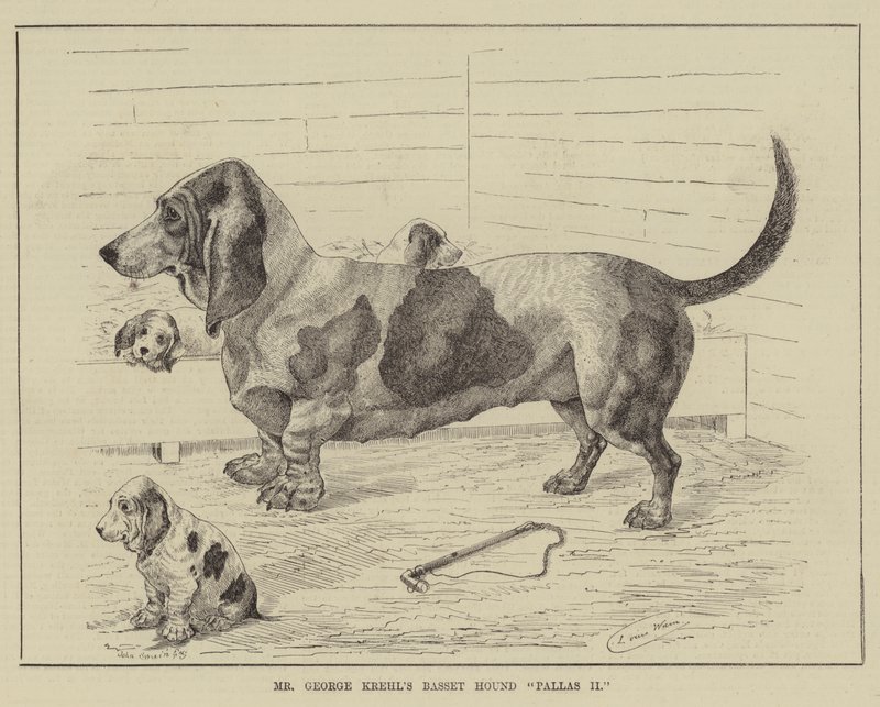 Basset Hound Pallas II do Sr. George Krehl de Louis Wain