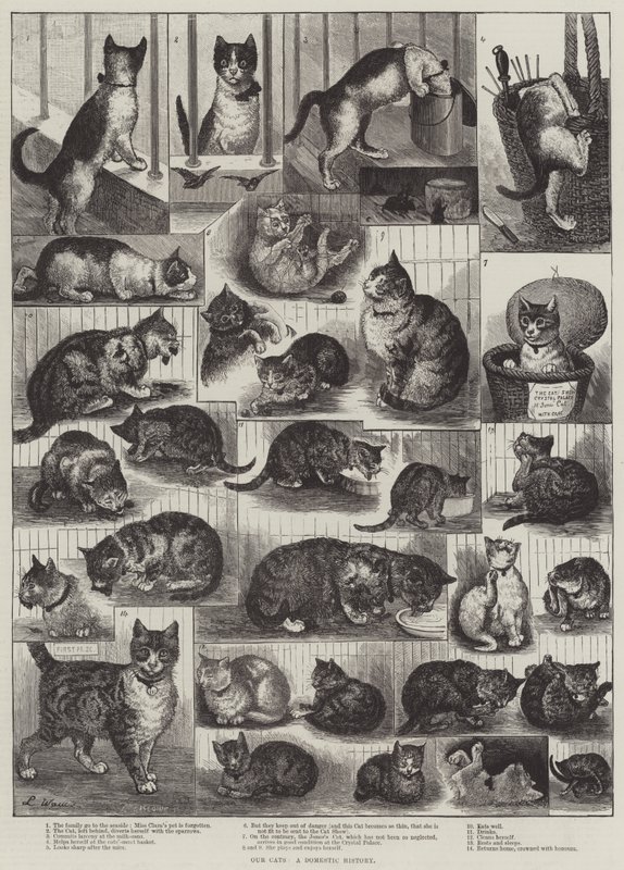 Nossos gatos, uma história doméstica de Louis Wain