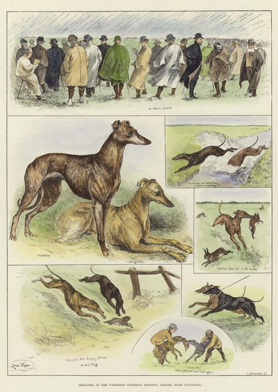 Esboços na reunião de Waterloo Coursing de Louis Wain
